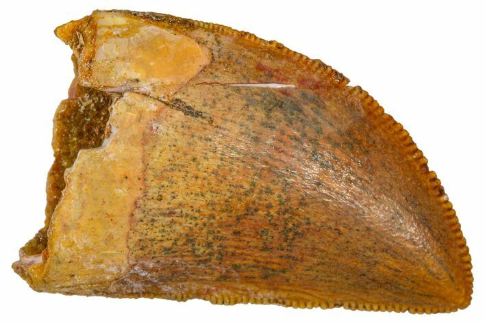 Serrated, Juvenile Carcharodontosaurus Tooth - Morocco #384446